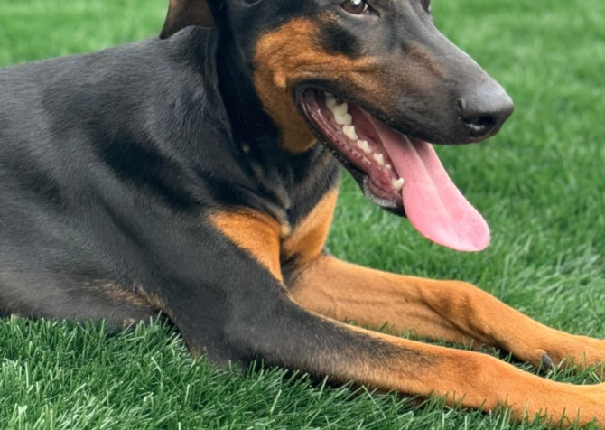 7 aylık kısır doberman